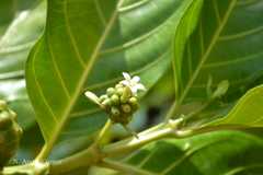 Morinda citrifolia